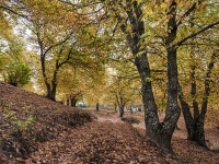 Primavera de cobre 2022