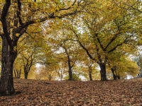 Primavera de cobre 2022