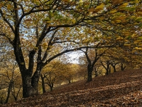 Primavera de cobre 2022