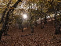 Primavera de cobre 2022