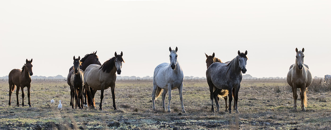Las yeguas de Doñana